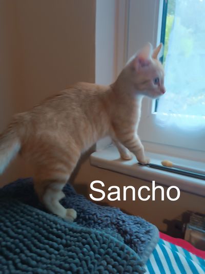 Sancho